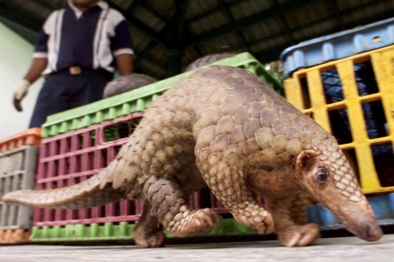 Pangolins are among the world's most trafficked animals. There is a large demand in Asia in Asia for its meat and the reputed medicinal properties of its scales.